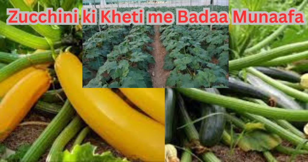 Zucchini ki Kheti me Badaa Munaafa