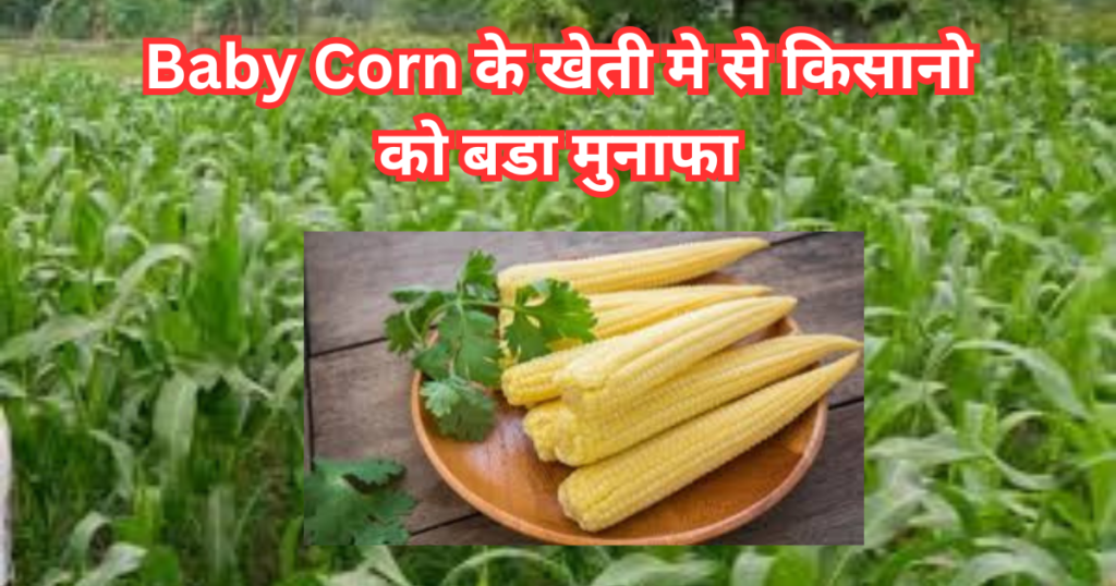 Baby Corn