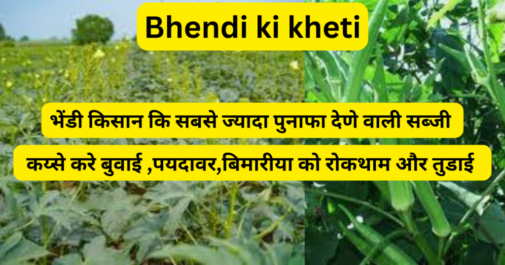 Bhendi ki kheti