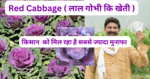 Red Cabbage